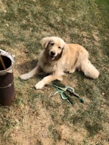 dog assisting well pump crew