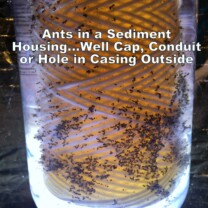 Sediment Filter filled with Ants