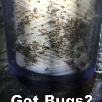 Sediment Filter filled with Ants